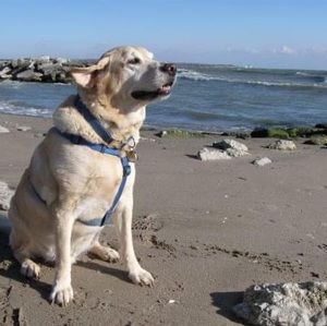 Meet your Posher, Annette